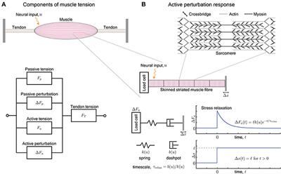 Active Viscoelasticity of Sarcomeres